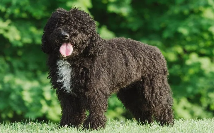 Barbet Dog